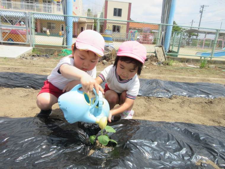 野菜の水やり